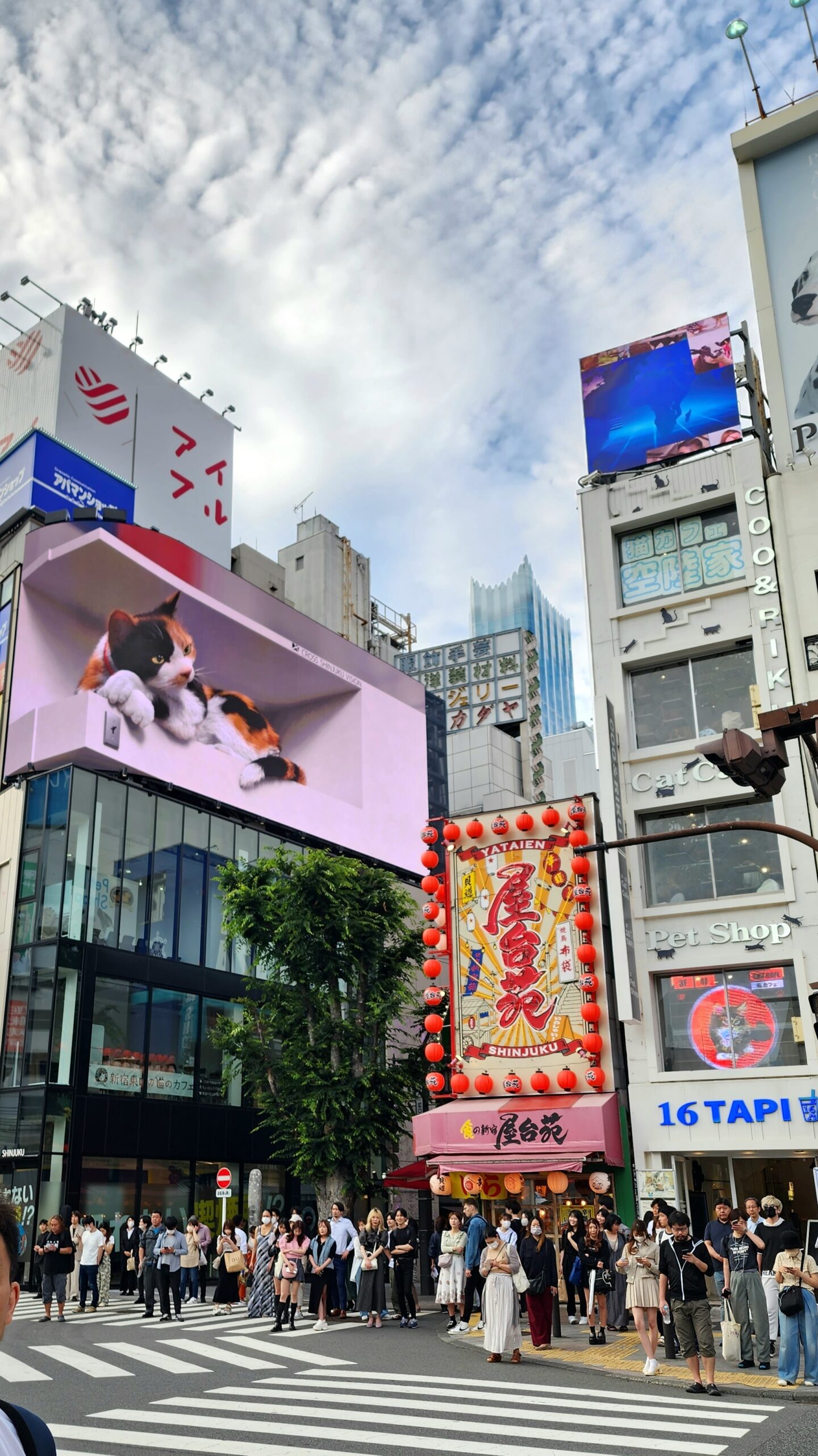 Shibuya’s 3D calico cat